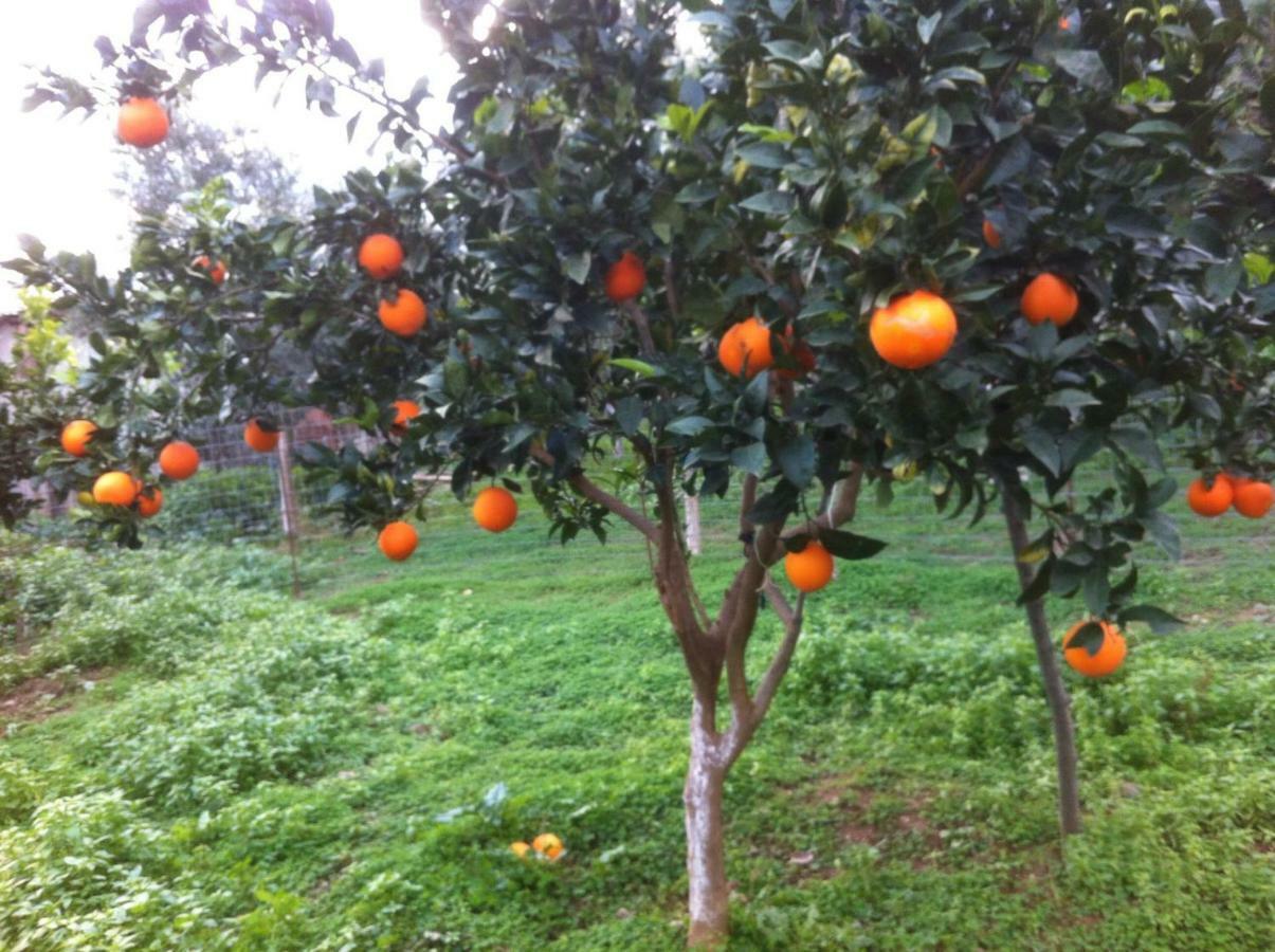 Bio Garden Stonehouse Villa Gonia Exterior foto